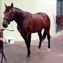 John with Peter Orton looking at All Too Hard at Vinery Stud